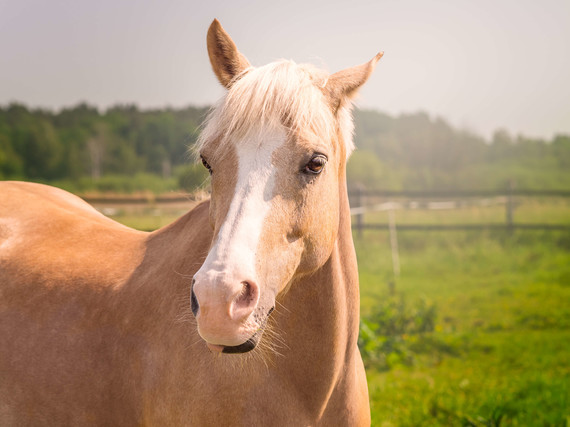 Pony2